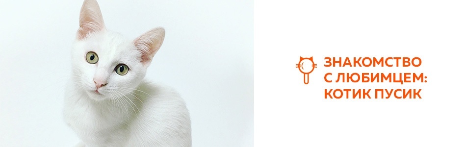 Знакомство с любимцем: спасённый кот Пусик
