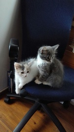 Котята от домашней кошки и кота-мышелова 