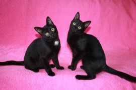 черные котята чаузи девочка и мальчик