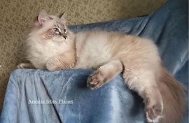 Невские маскарадные котята из питомника
