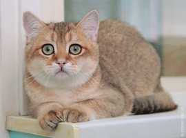 Британский котик   7 месяцев, золотой тикированный.