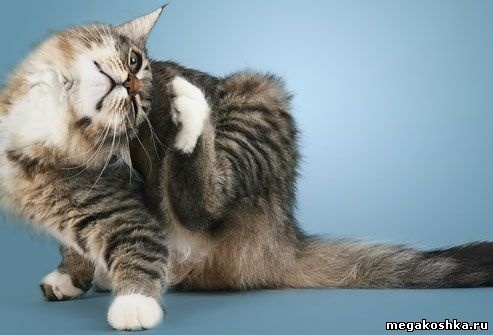 Аллергии у кошек: причины и лечение