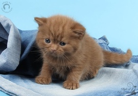 Британский кот окраса циннамон