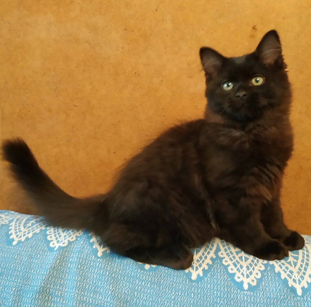 сибирский черный котенок