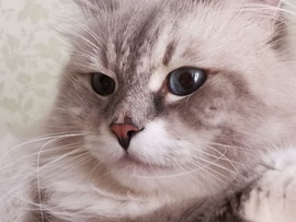 Невские маскарадные котята из питомника