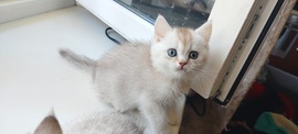 Наши лапки ждут теплых рук мамы