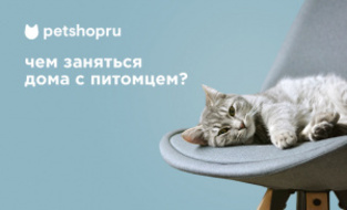 Чем заняться, оставаясь дома с питомцем?