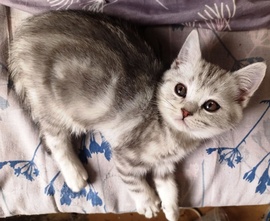 Котенок Скоттиш Страйт Серебристый Мрамор
