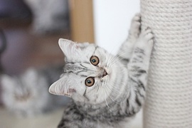 IШотландские серебристые котята Вискас