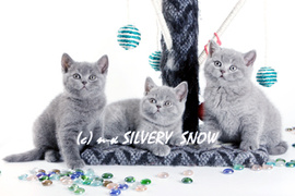 Питомник британских кошек Silvery Snow