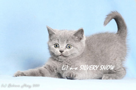 Silvery Snow