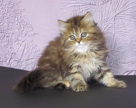Шотландские котята из питомника