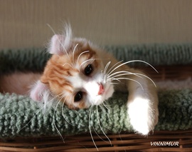 Солнечный котик редкой породы!