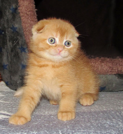 Шотландские котята из питомника