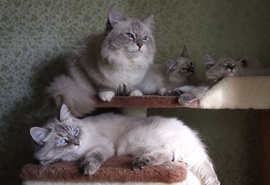Невские маскарадные котята из питомника