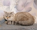 Шотландские коты и кошки 