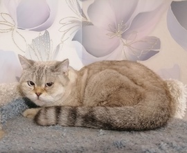 Шотландские коты и кошки 