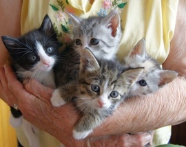 Четыре красивых котенка 1 месяц в добрые руки!