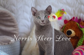 	Русский голубой котенок Norris Sheer Love от Чемпиона Мира WCF 