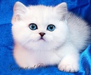 Британские котята окраса шиншилла