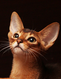 AMBERBERRY - питомник абиссинских и ориентальных кошек