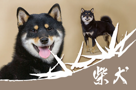 Шиба-ину (Сиба-ину) элитные щенки от Японских кровей