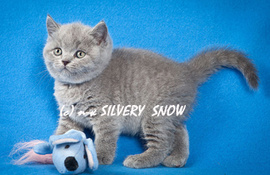 Питомник британских кошек Silvery Snow