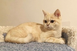 Шотландские коты и кошки 