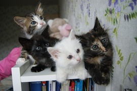Пять необыкновенных пушистых котят 1.5 месяца в дар с доставкой!