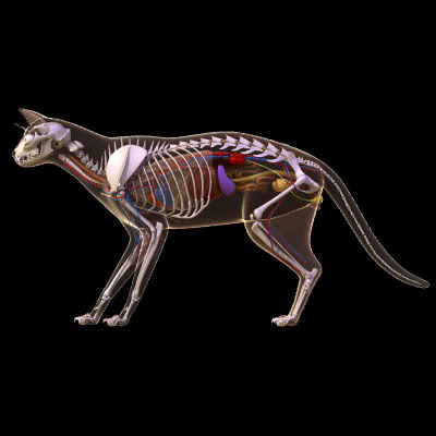 Анатомия кошки: общее строение животного | Petshop.ru