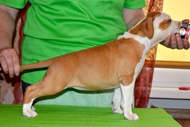 Супер щенки американского стаффордширского терьера (2,5 мес.)