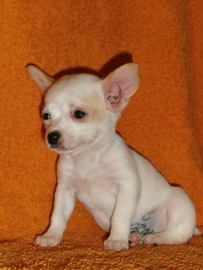 Чихуахуа - самая маленькая собачка в Мире