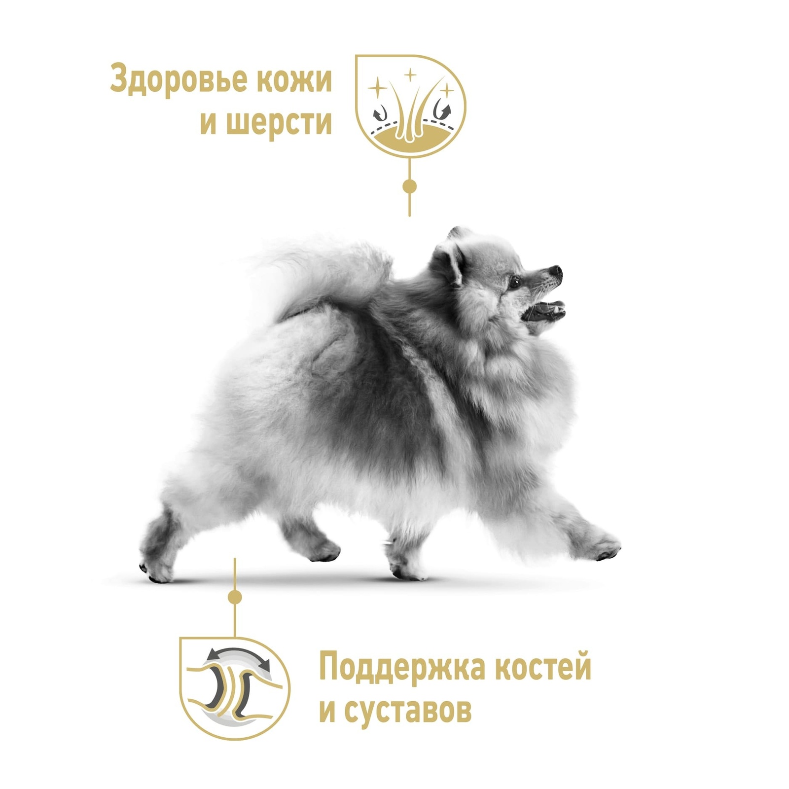 Корм Royal Canin для взрослого померанского шпица (1,5 кг) Royal Canin Корм Royal Canin для взрослого померанского шпица (1,5 кг) - фото 5
