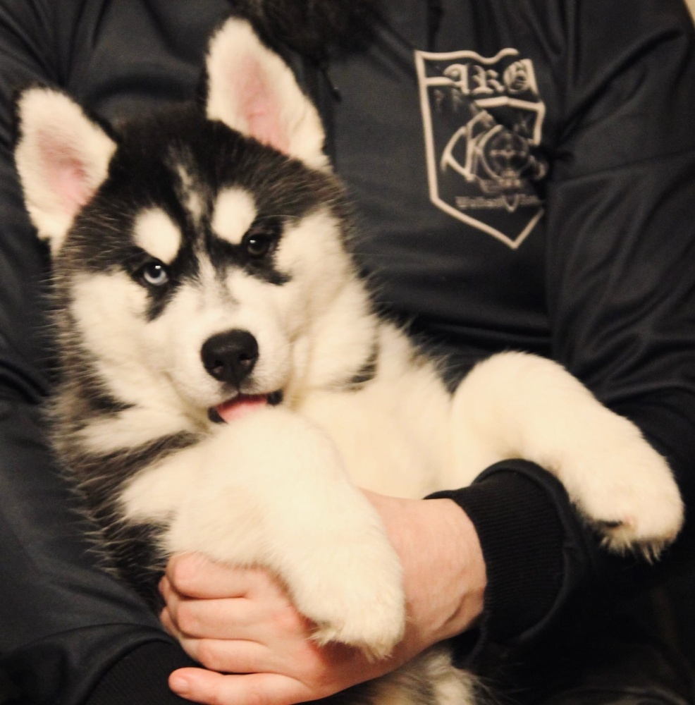 Мальчик немец девочка хаски потомство. Хаски санкт. Собака арлекин хаски. Хаски санкт. Хаски санкт.