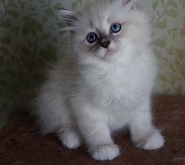 Невские маскарадные котята из питомника