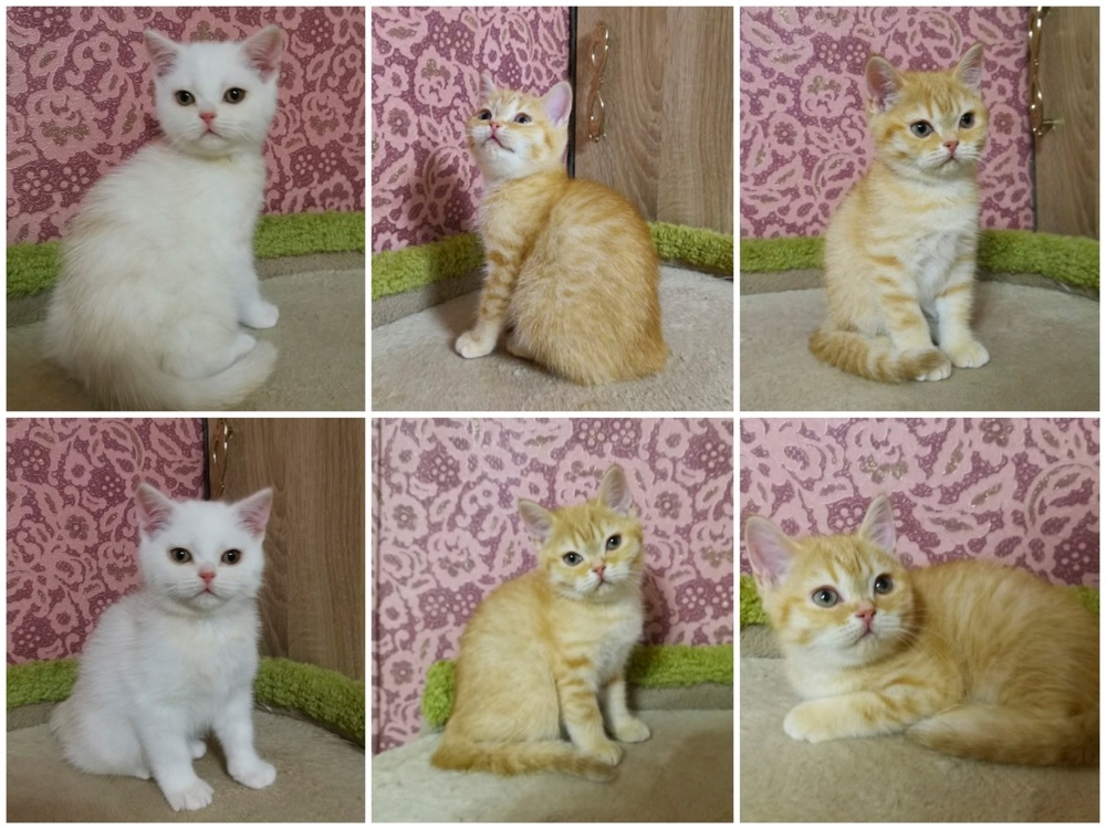 Где Можно Купить Шотландскую Кошку