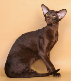 AMBERBERRY - питомник абиссинских и ориентальных кошек