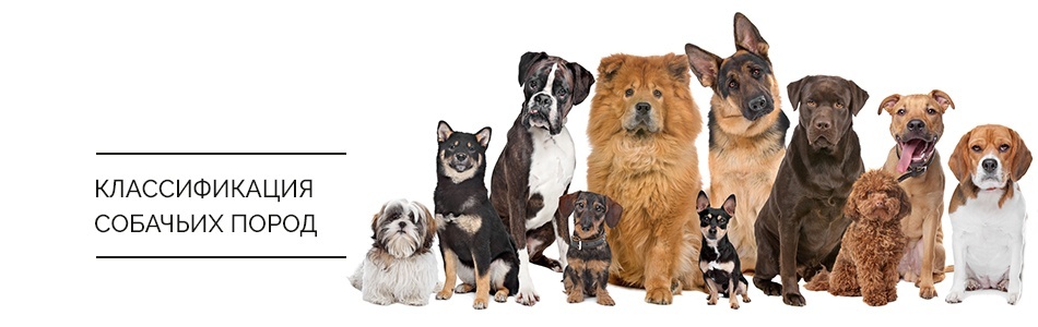 Классификация собачьих пород