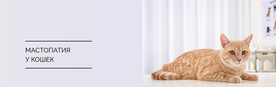 Мастопатия у кошек - причины, симптомы, лечение | Нижний Новгород