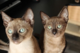 тонкинские котята из питомника Корнелита