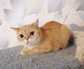 Шотландские коты и кошки