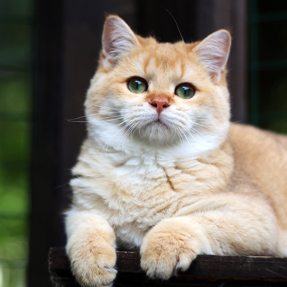 Продается котенок мальчик золотая шиншилла – купить с рук, город  Ростов-на-Дону