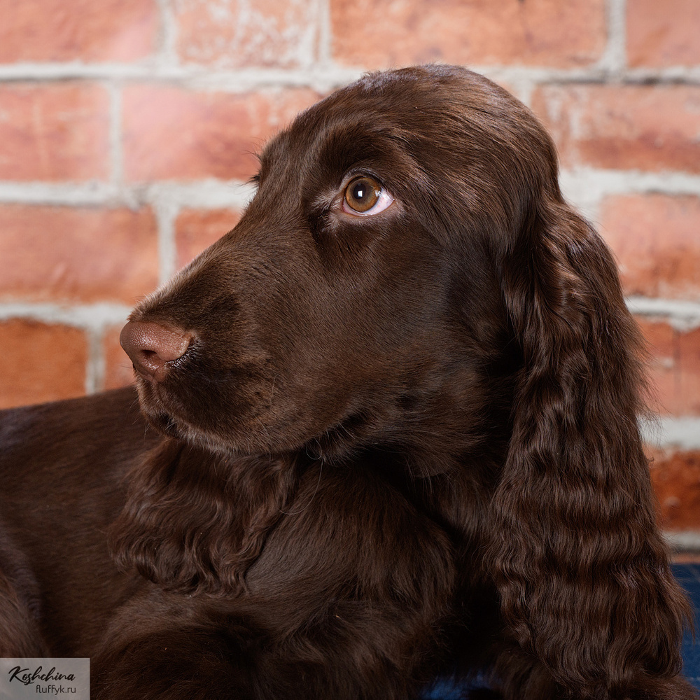 Фотографии к статье: Филд-спаниель (Field Spaniel)