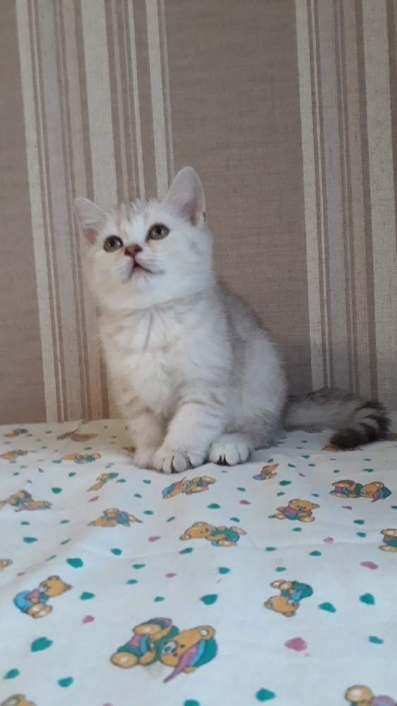 Прелестный британский котенок серебристая шиншилла – купить с рук, город  Санкт-Петербург