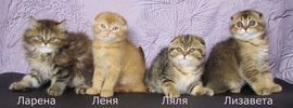Шотландские котята из питомника