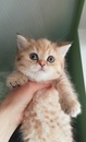 Шотландские котята золотая шиншилла. Девочка