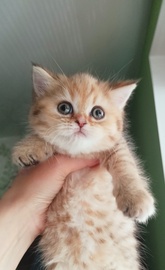 Шотландские котята золотая шиншилла. Девочка