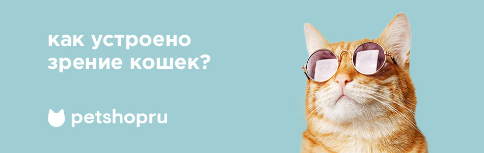 Как кошки видят наш мир, особенности зрения кошек, в каких цветах и видят  ли в темноте | блог Petshop.ru