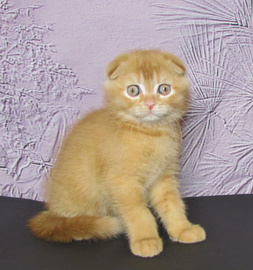 Шотландские котята из питомника