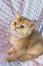 Шотландские котята золотая шиншилла